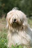 TERRIER DU TIBET 348